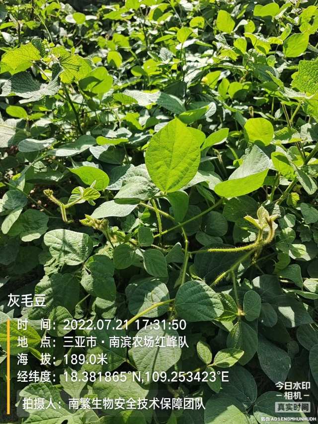灰毛豆