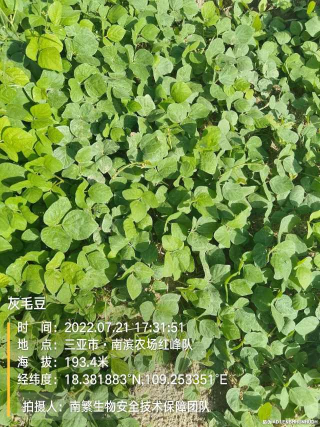 灰毛豆