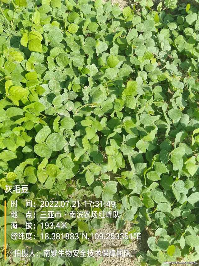 灰毛豆