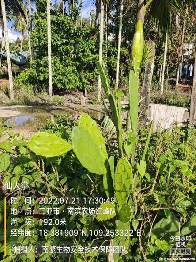 仙人掌