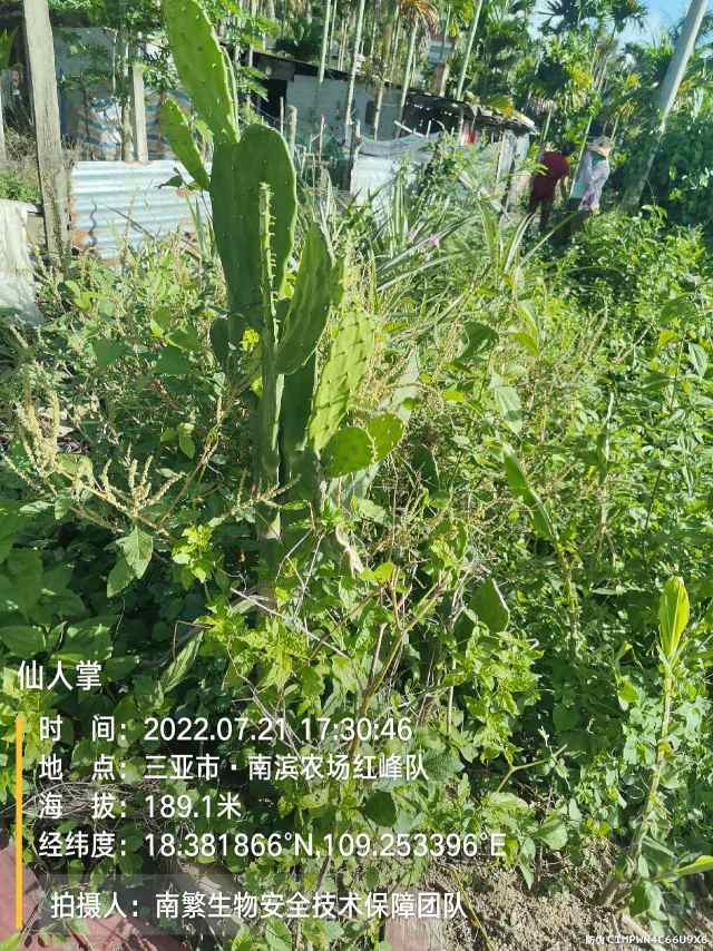 仙人掌