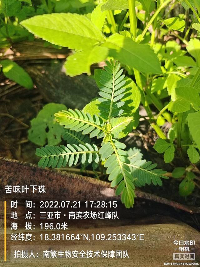 苦味叶下珠