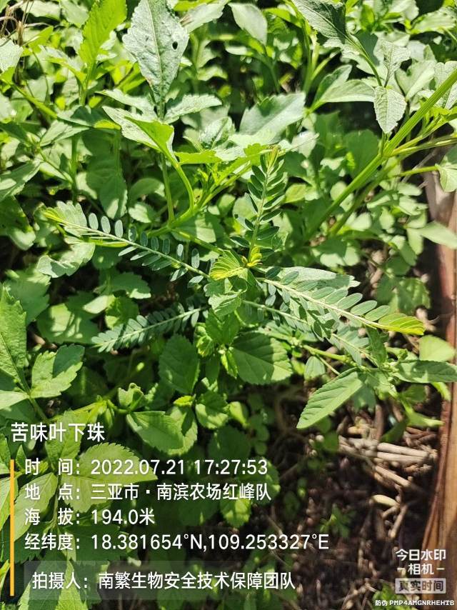 苦味叶下珠