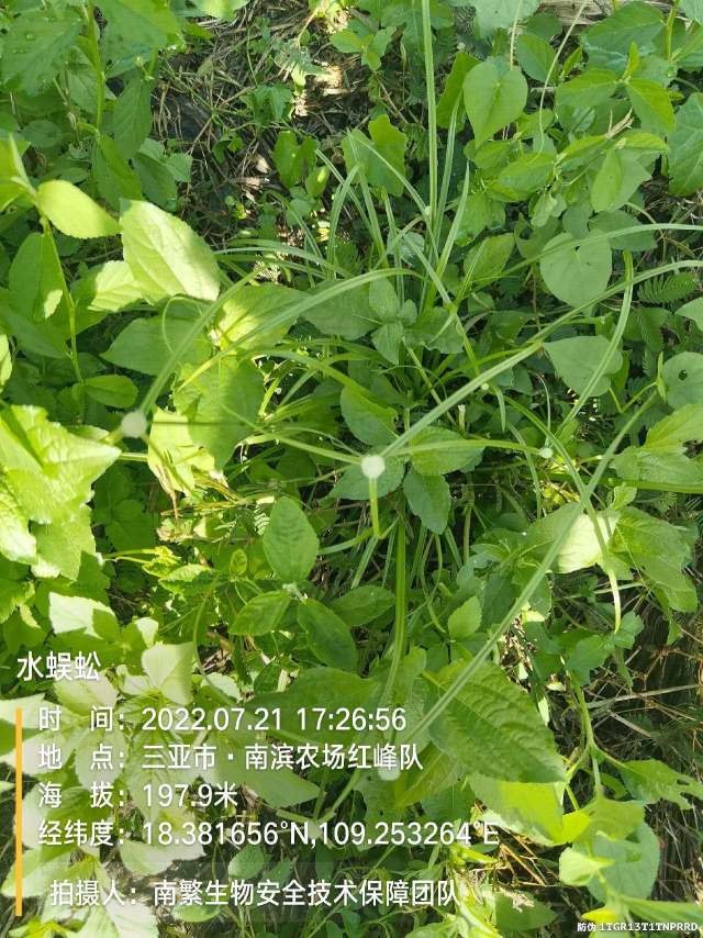 水蜈蚣