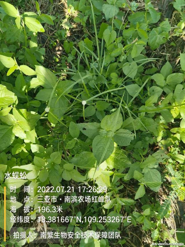 水蜈蚣