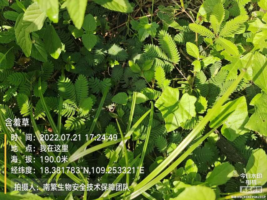 含羞草