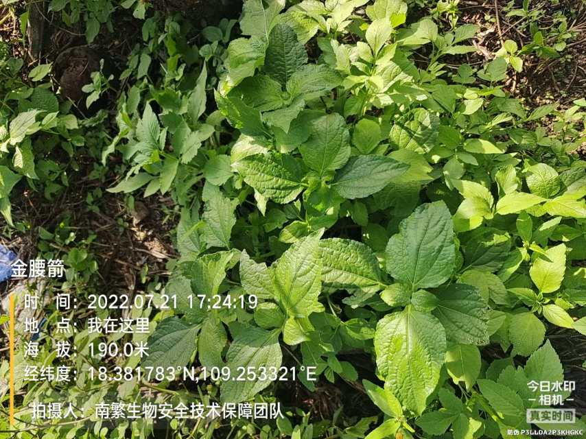 金腰箭