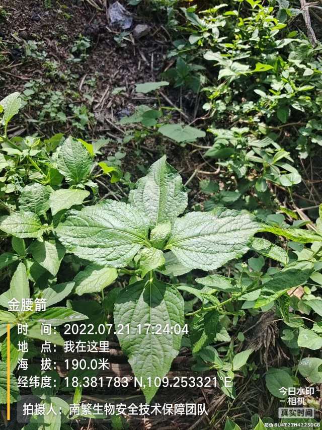 金腰箭
