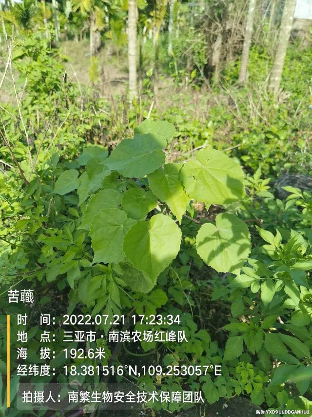 苦蘵