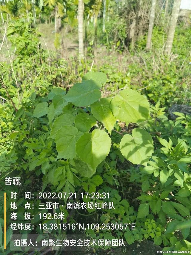 苦蘵