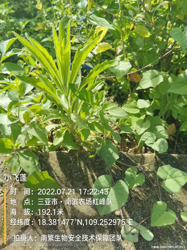 小飞蓬