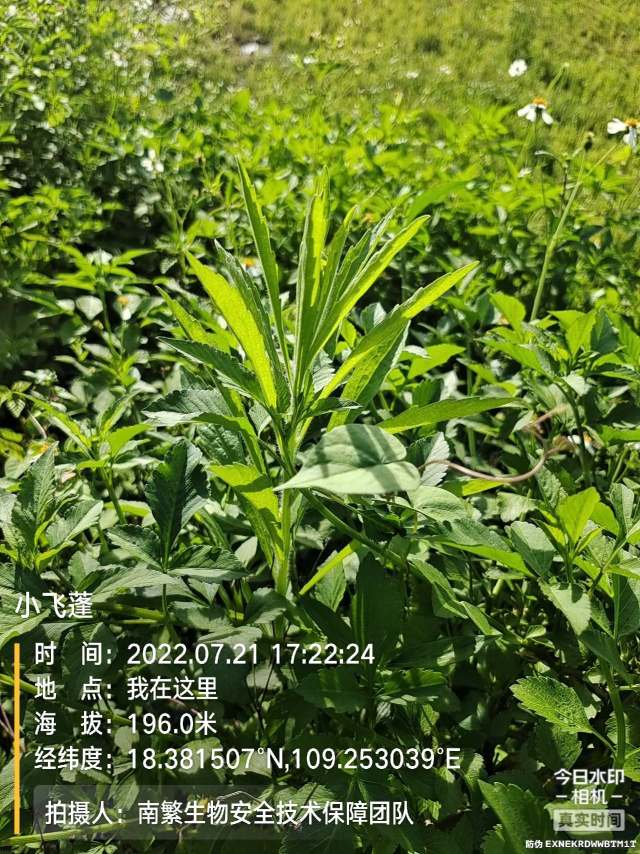 小飞蓬