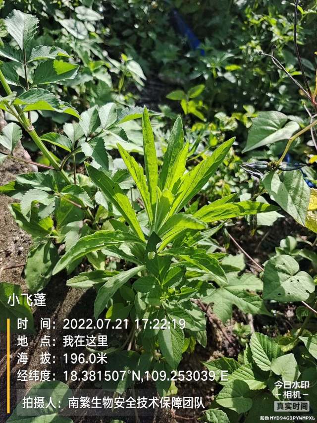 小飞蓬