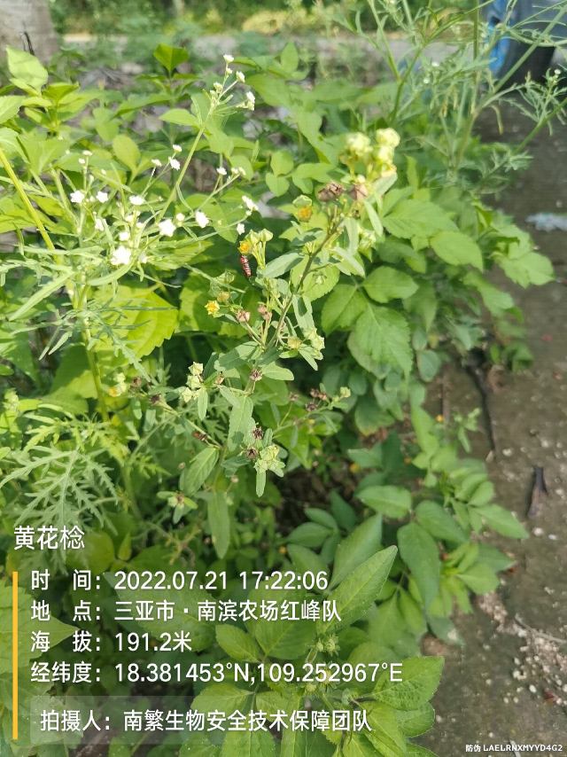 黄花棯