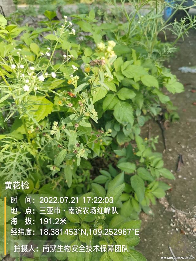 黄花棯
