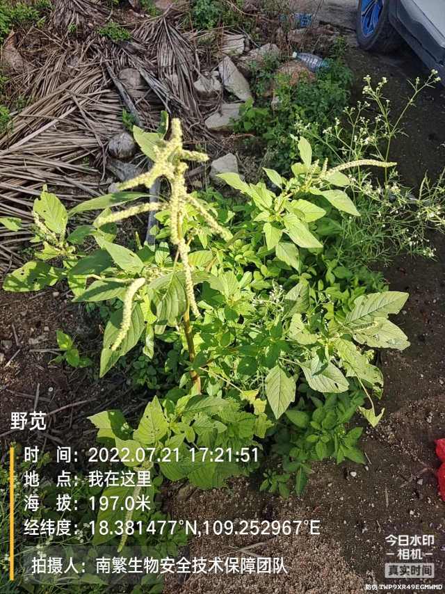 野苋