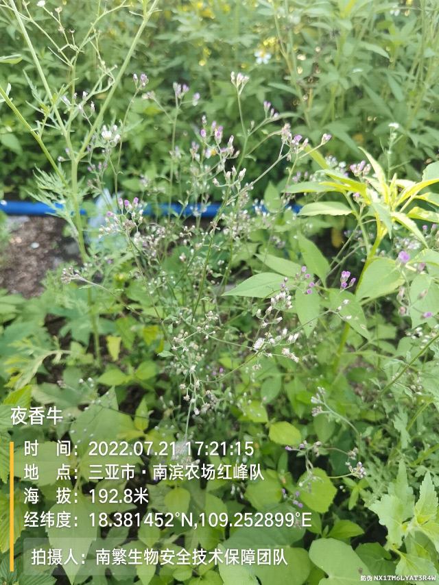 夜香牛