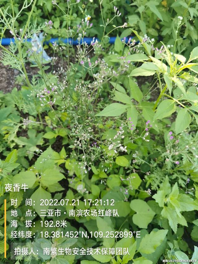 夜香牛