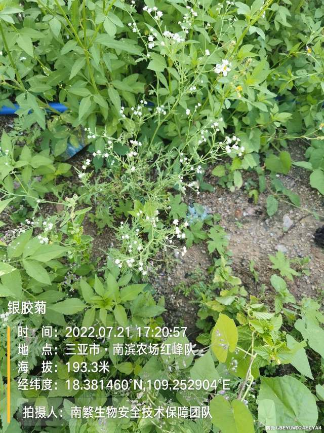 银胶菊
