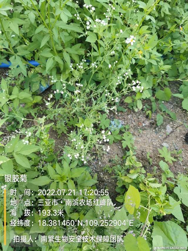 银胶菊