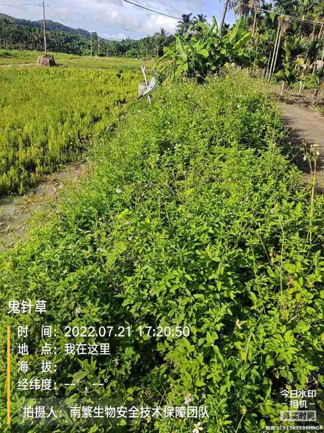 鬼针草
