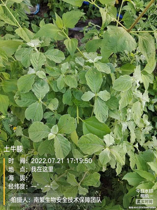 土牛膝