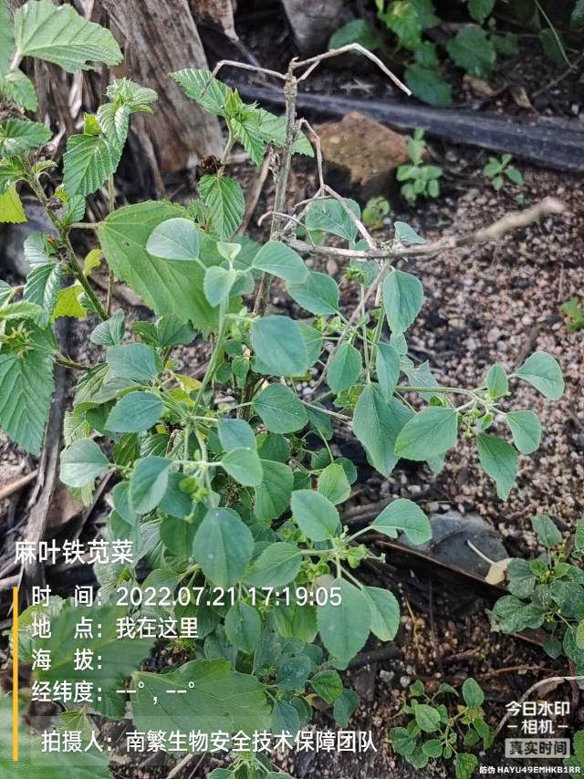 麻叶铁苋菜