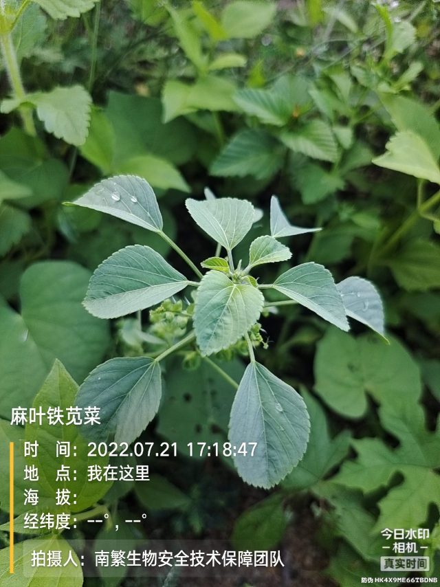 麻叶铁苋菜
