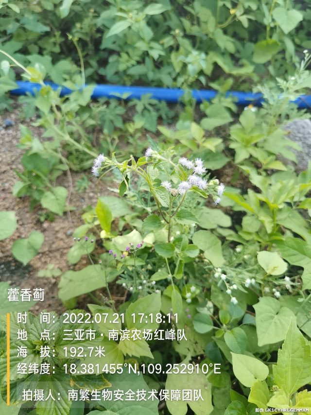 藿香蓟