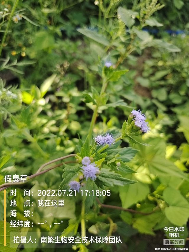 假臭草