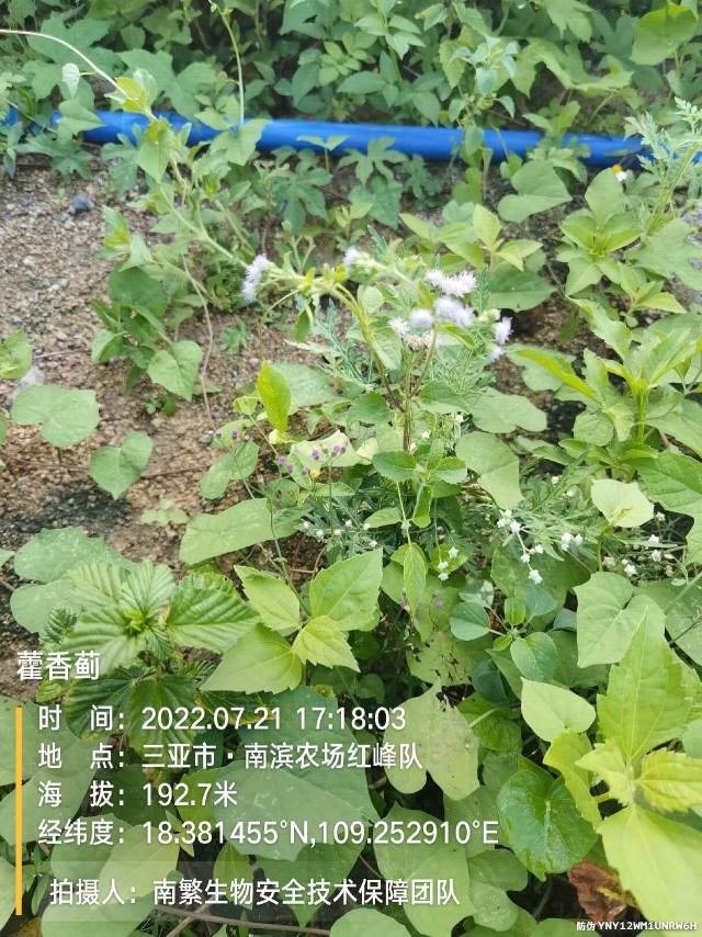 藿香蓟