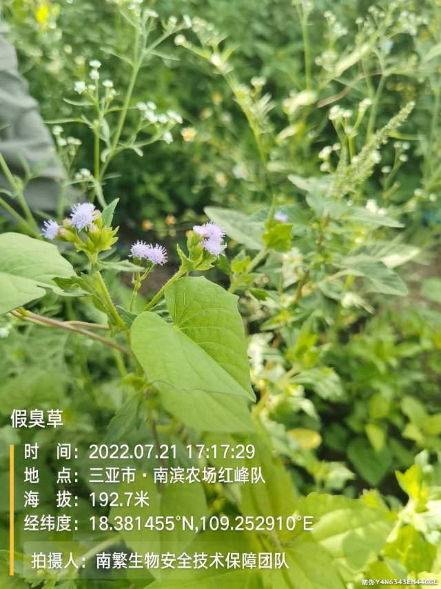 假臭草