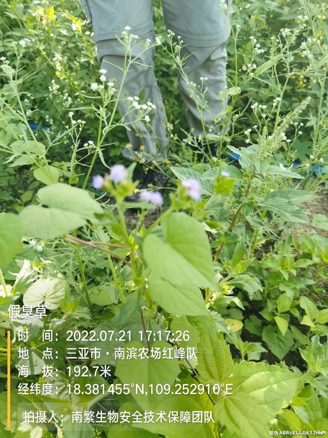假臭草