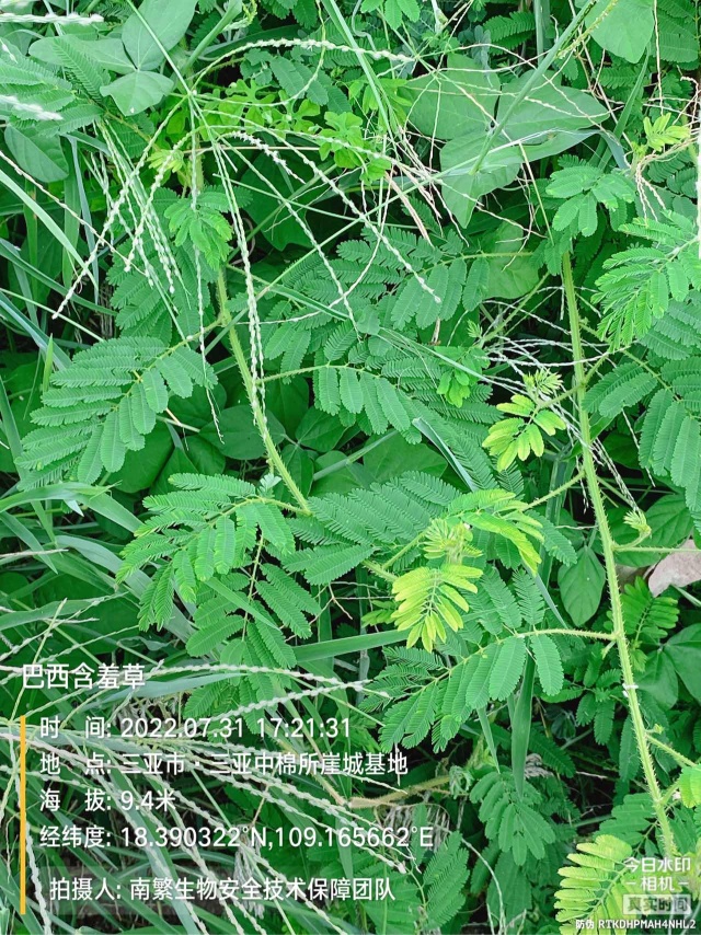 巴西含羞草