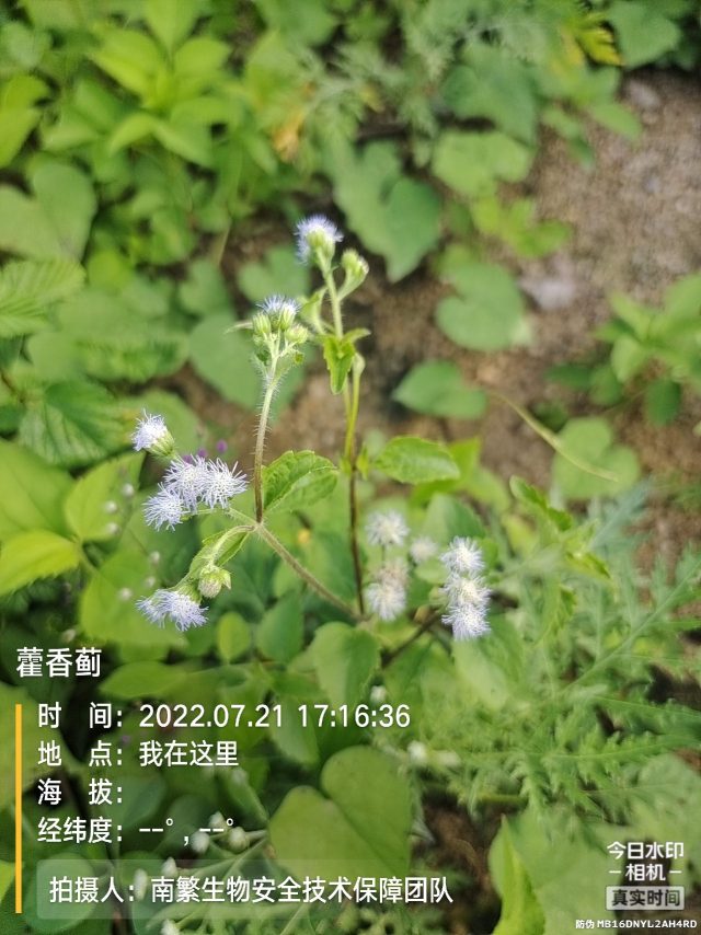 藿香蓟