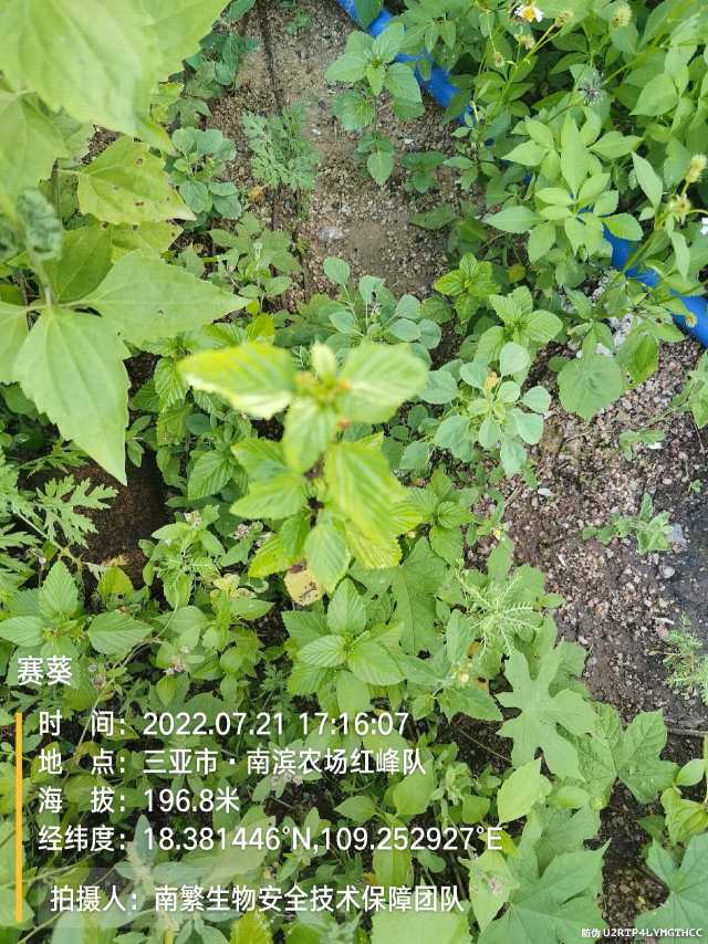 赛葵
