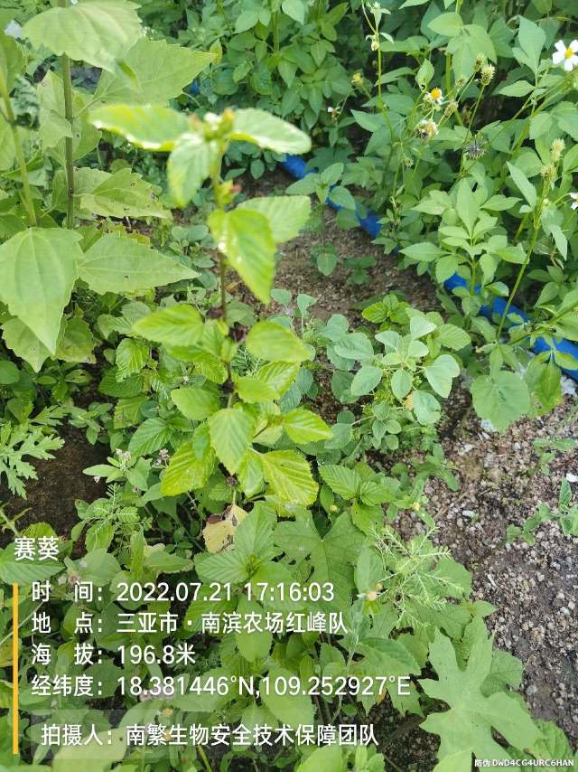赛葵