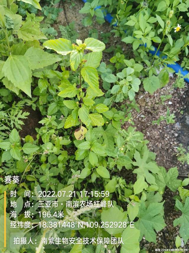 赛葵