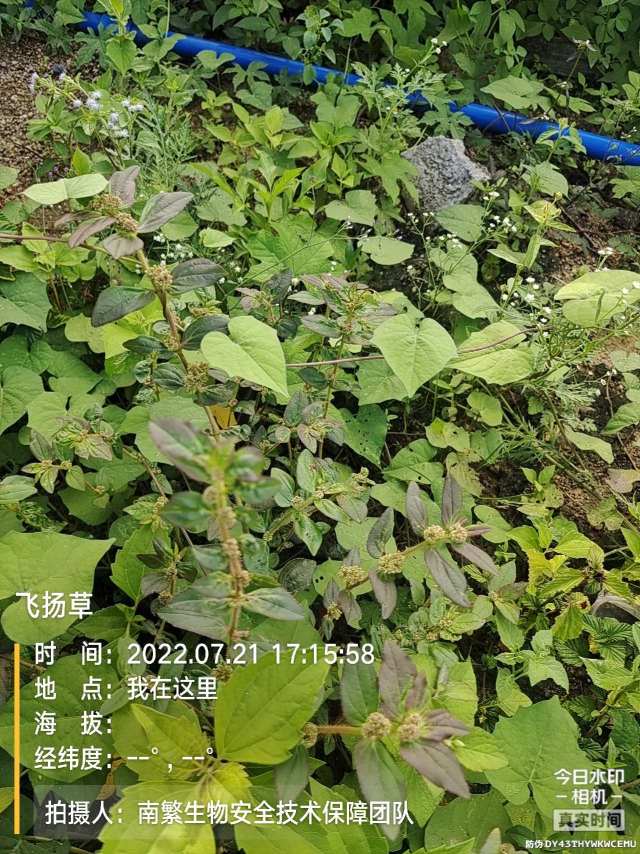 飞扬草