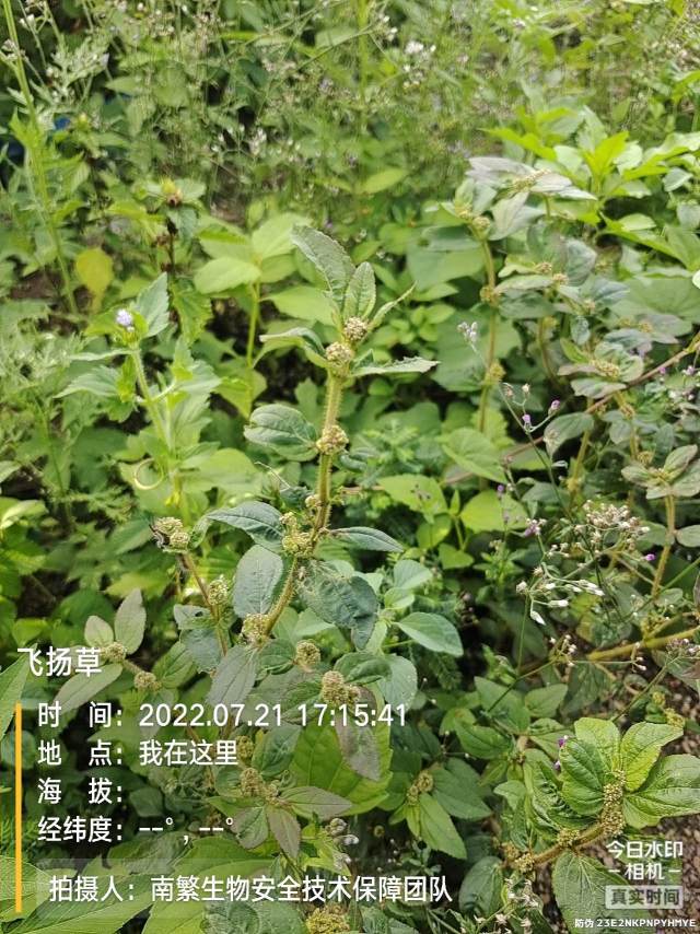 飞扬草