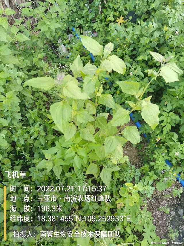 飞机草