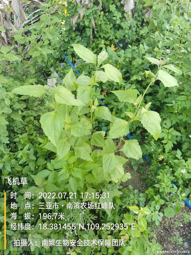 飞机草