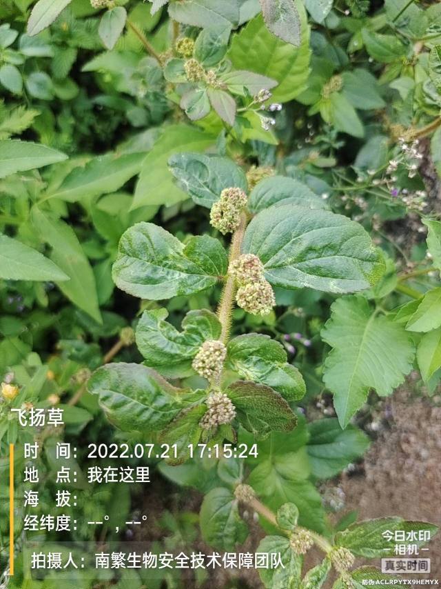 飞扬草