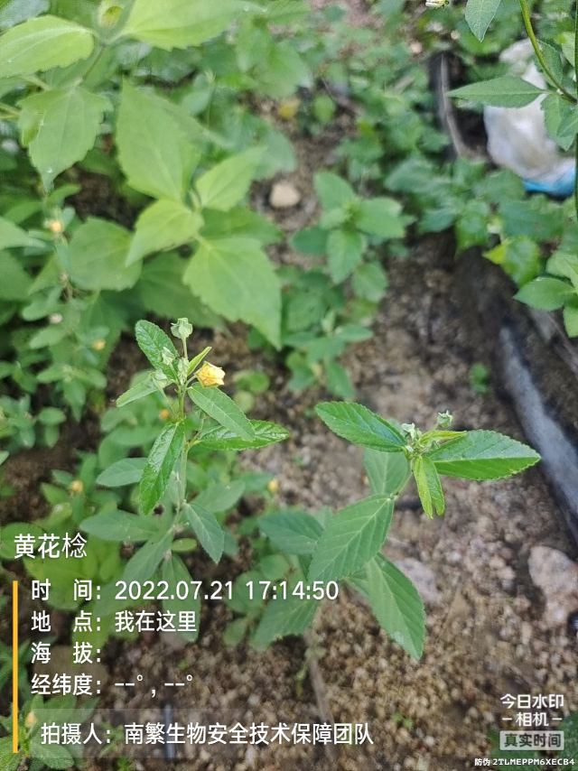 黄花棯