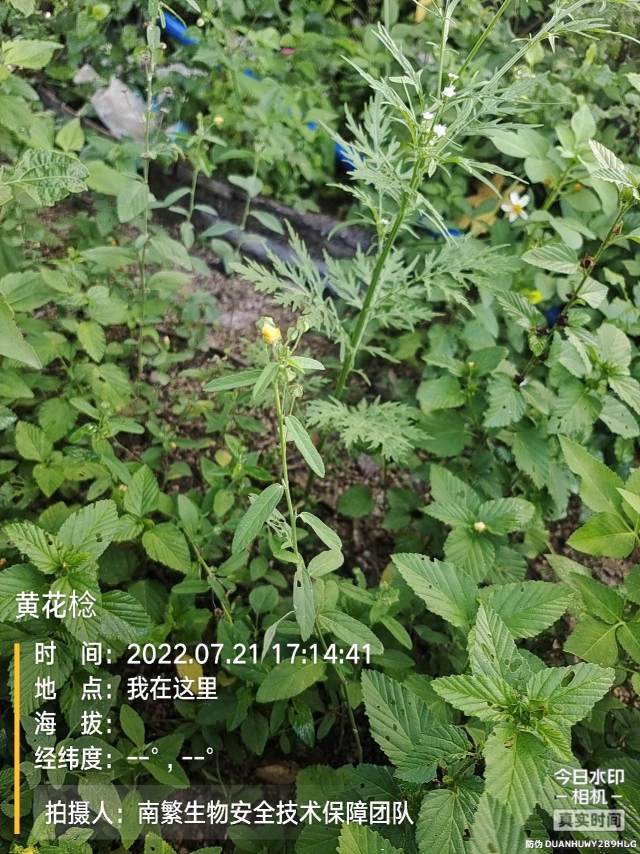 黄花棯