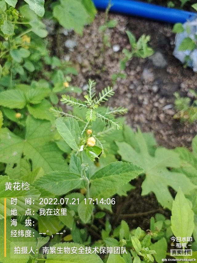 黄花棯