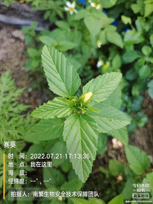 赛葵