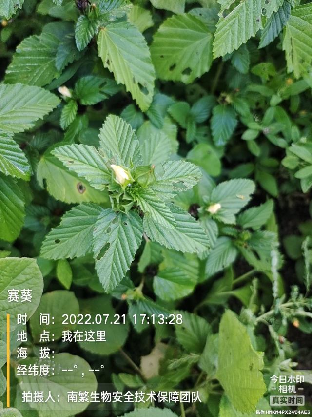 赛葵