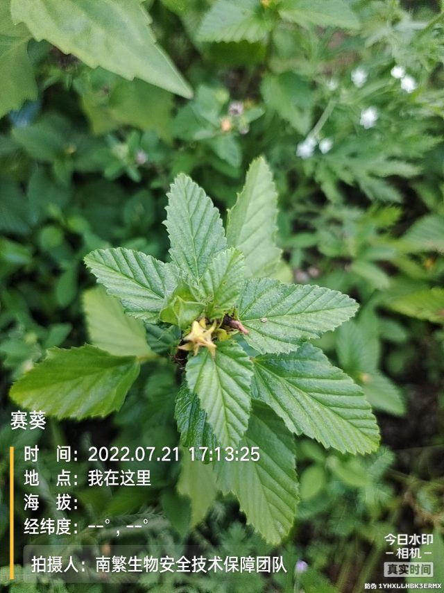 赛葵