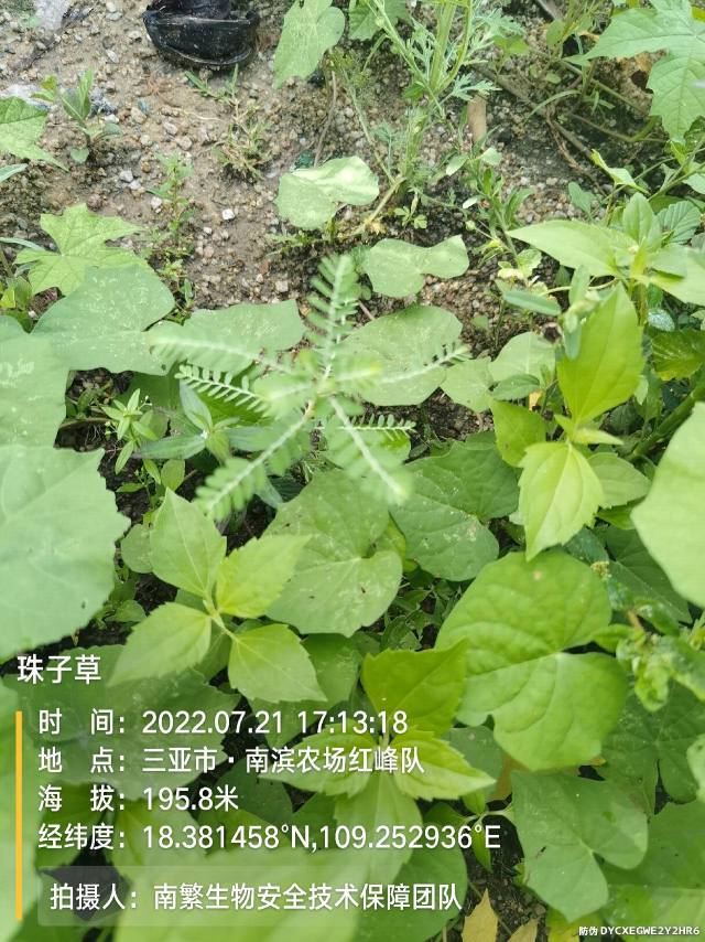 珠子草